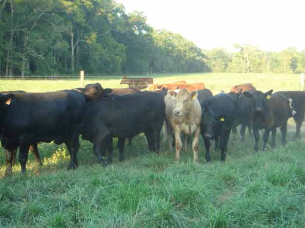 Charolais & Black Angus Heifers